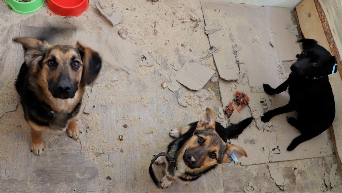 В Киеве на ВДНГ на время войны работает приют для животных