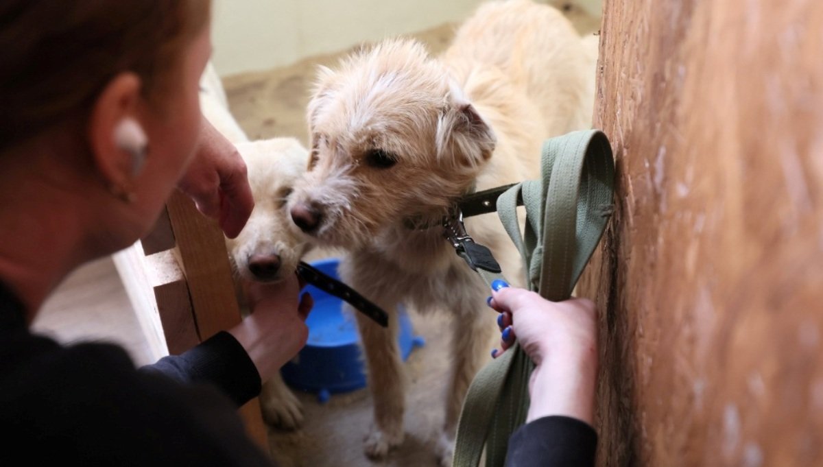 Жителей Киева просят взять к себе  собаку или кошку из временного приюта для животных