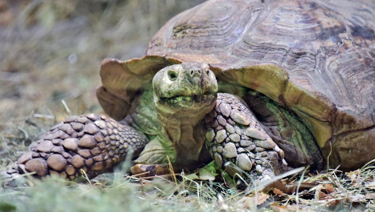 В Киевском зоопарке из вольеров вышли гигантские черепахи