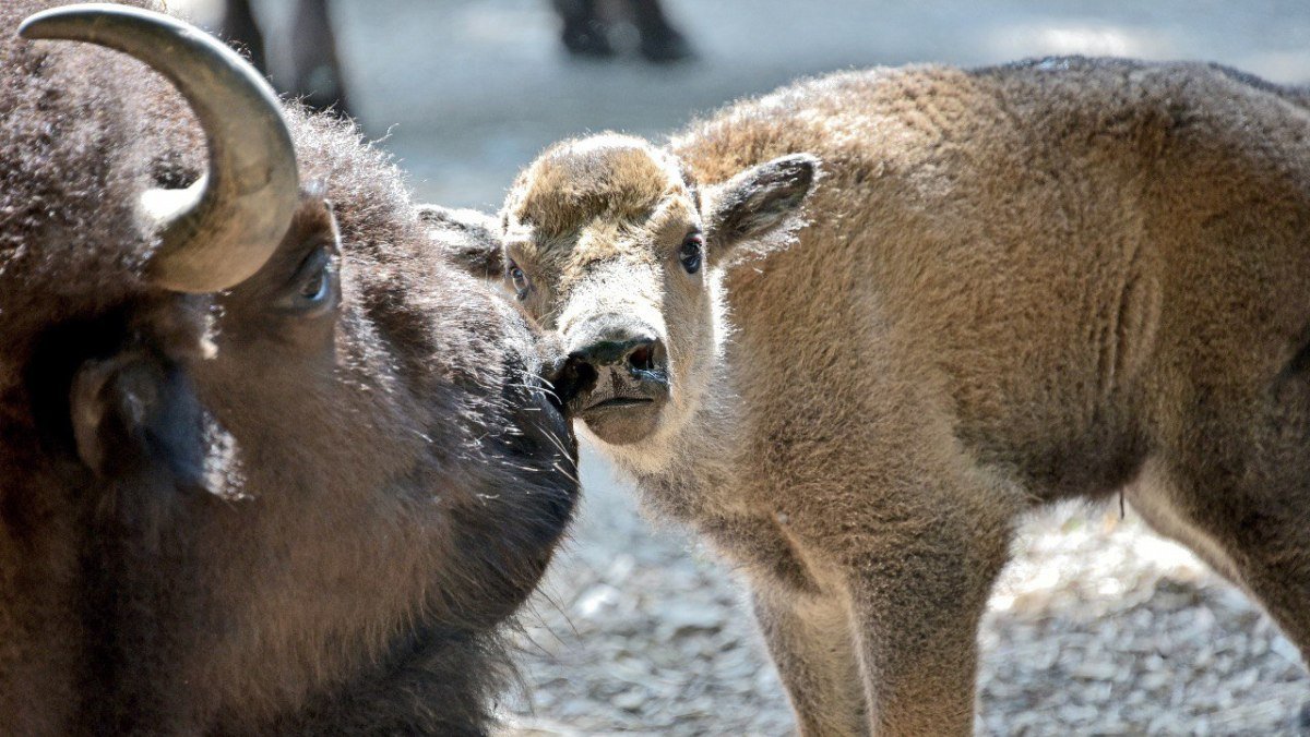 У Київському зоопарку народилися два дитинча бізона: коли можна побачити маленьких Варту і Вікінга