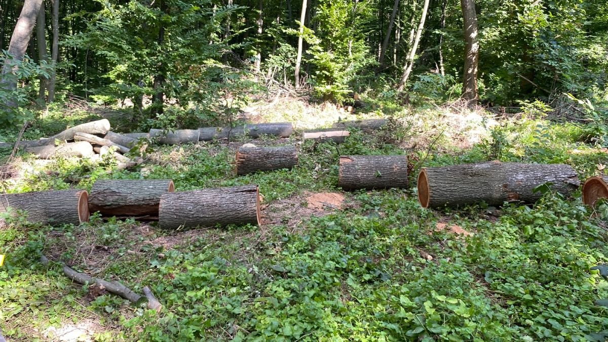 Під Києвом незаконно вирубили дерев на 15,5 мільйонів гривень