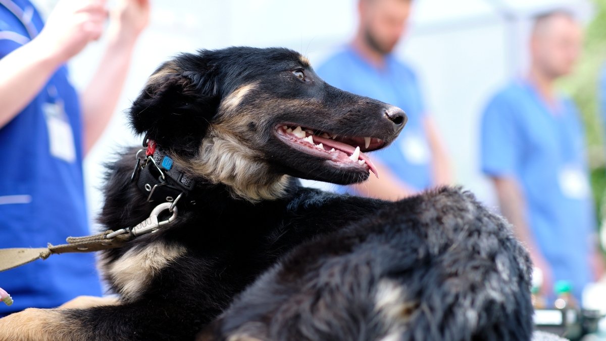 У Києві проведуть безкоштовний тренінг з надання першої допомоги тваринам: де і коли
