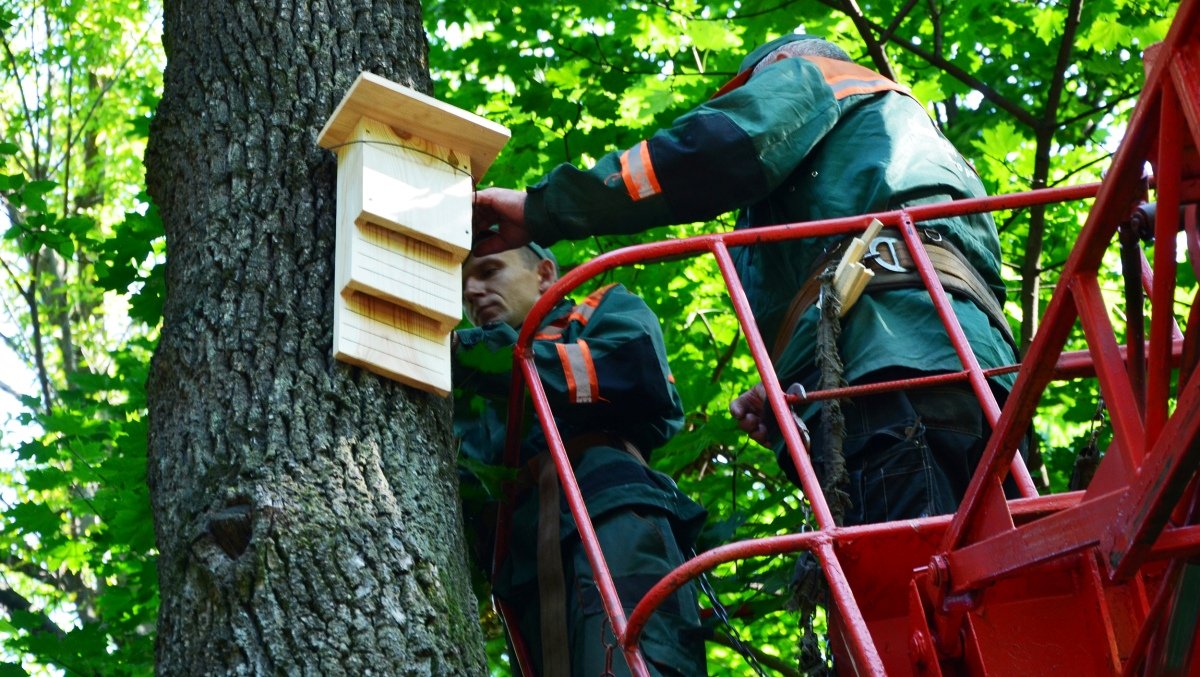 У Києві в одному з парків встановили будиночки для кажанів