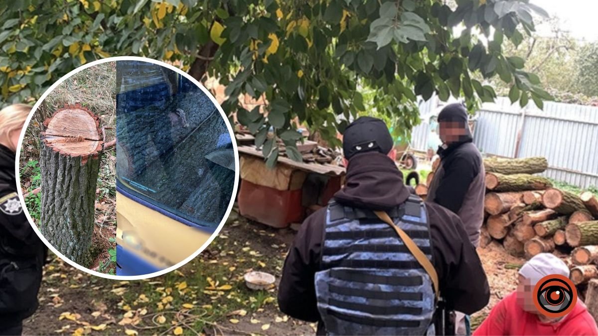 У Києві чоловік незаконно вирубав дуби майже на чверть мільйона гривень