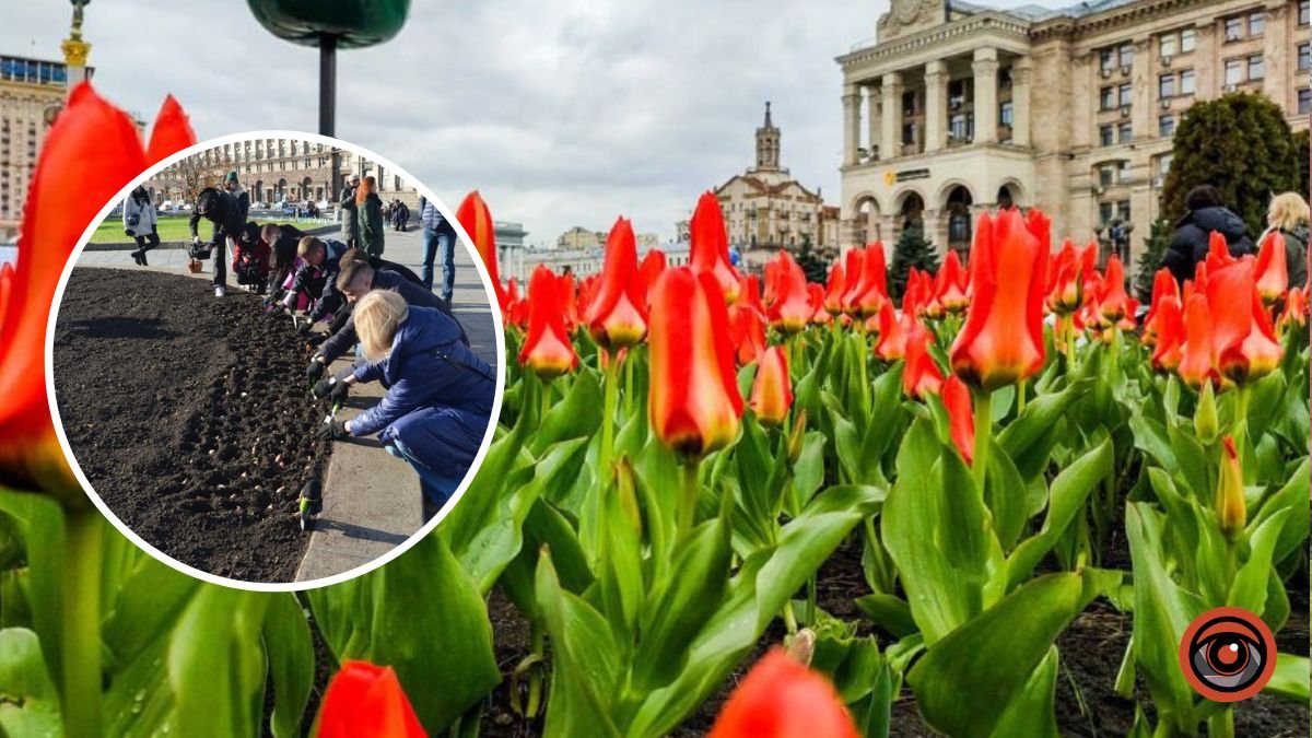 У Києві на Майдані Незалежності висадили нідерландські тюльпани: наступної весни у центрі зацвіте 125 тисяч квітів