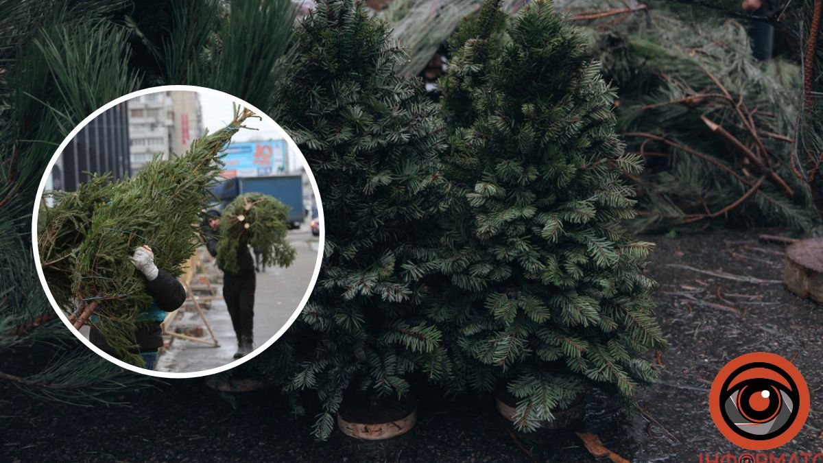 У Києві відкрили ялинкові базари: де придбати новорічне дерево