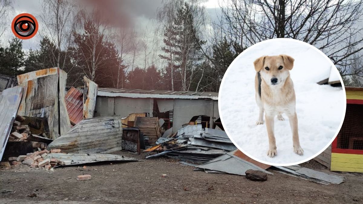 На Київщині відбудують зруйнований притулок для тварин за майже 2 млн грн