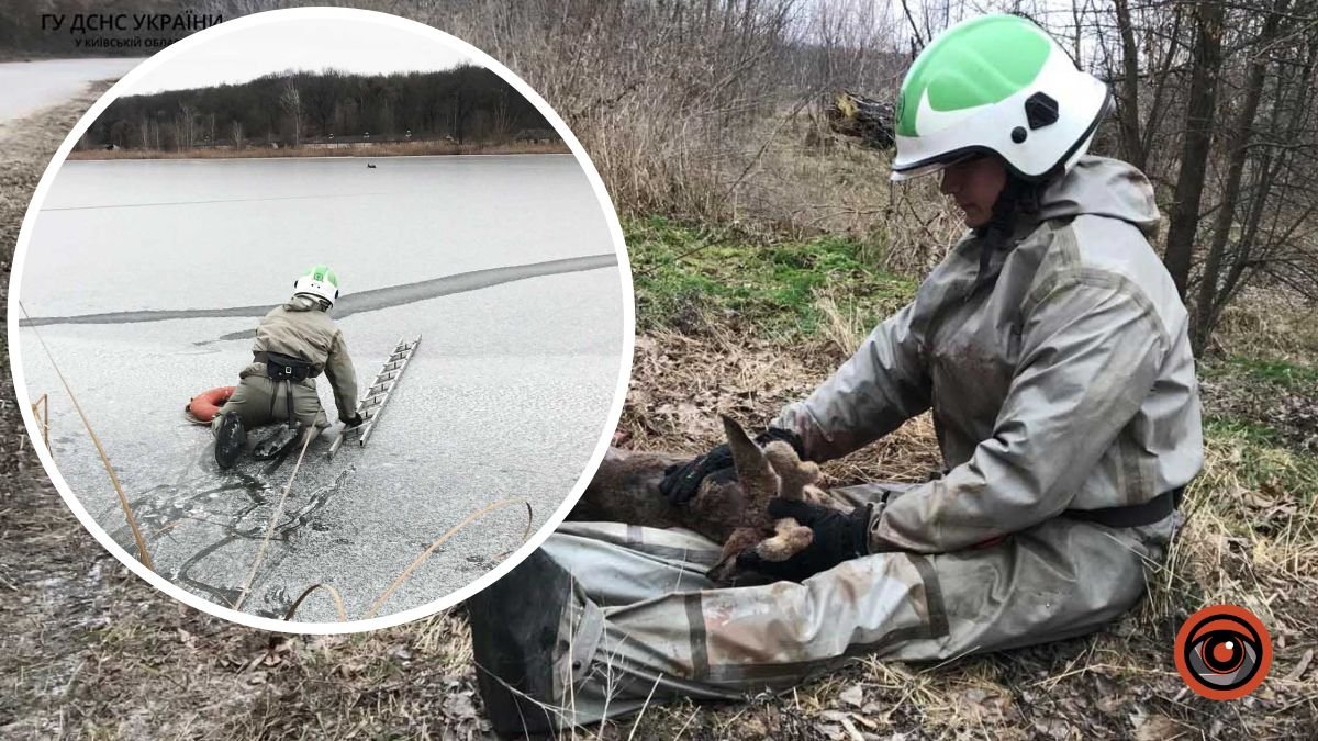 На Київщині надзвичайники врятували поранене оленятко