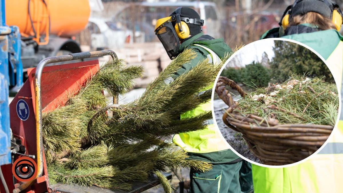 У Києві на переробку здали 4000 новорічних дерев: це в два рази менше, ніж минулого року