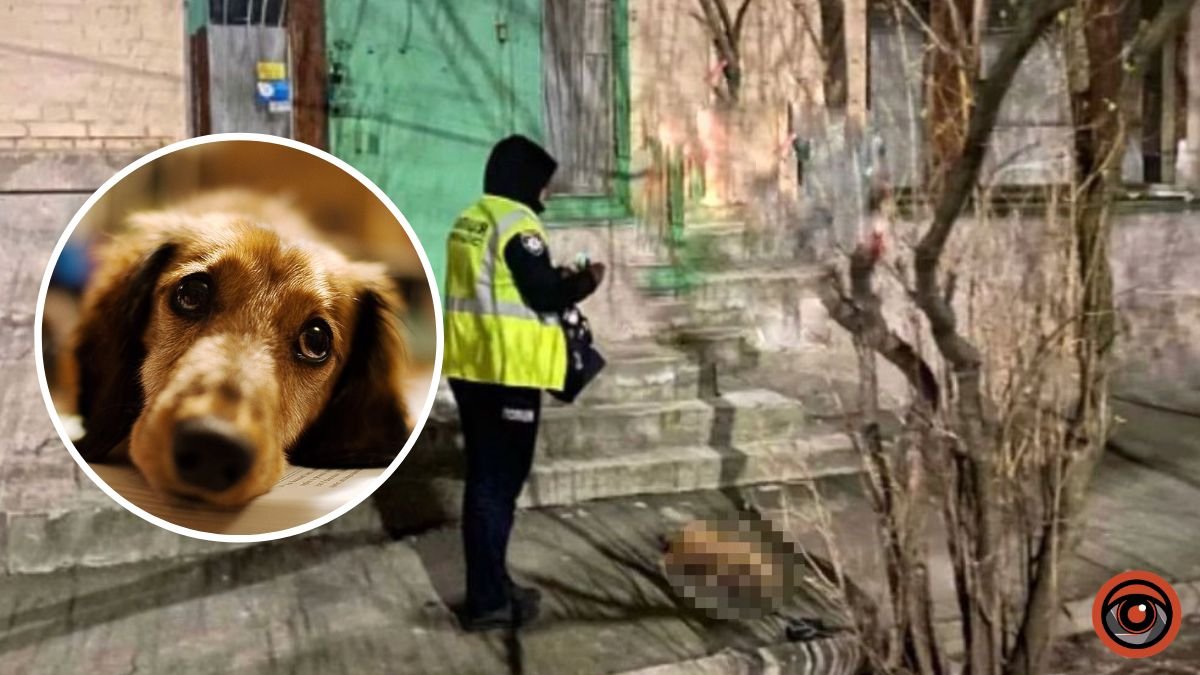 У Києві з вікна багатоповерхівки викинули собаку