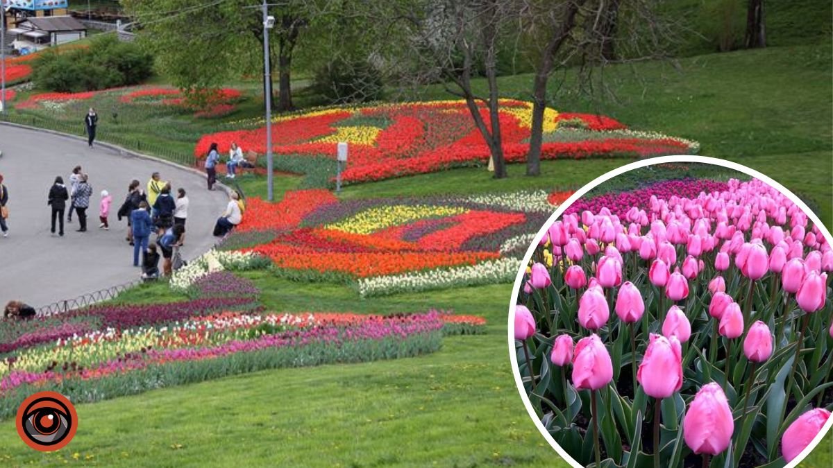 У центрі Києва відкриється виставка тюльпанів: де побачити 500 тисяч квітів та зробити фото