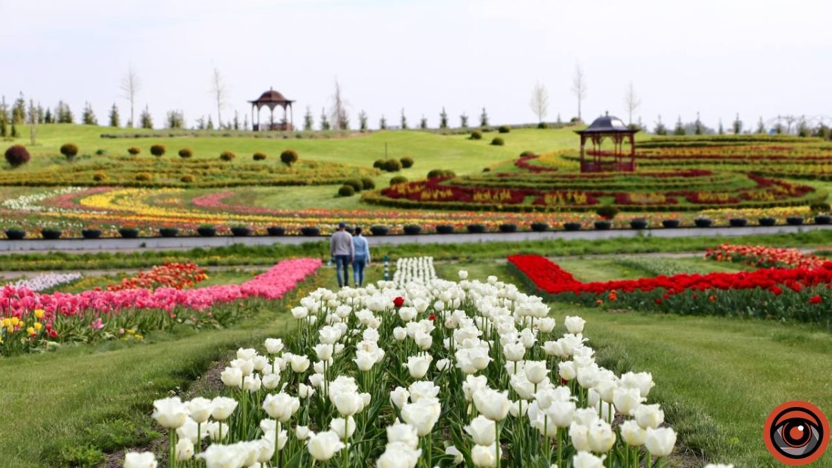 У Добропарку під Києвом зацвіли 3 мільйони тюльпанів: як працює парк