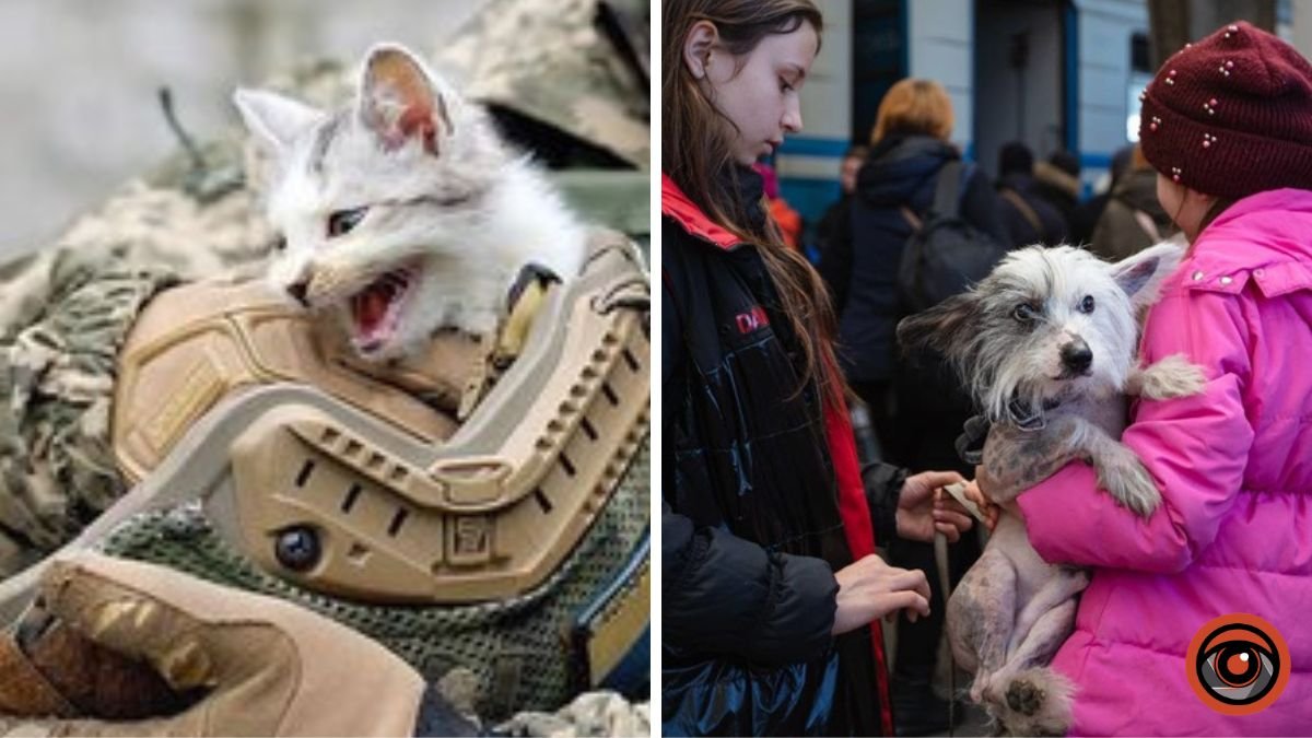 Куди у Києві звертатись за ветеринарною допомогою тваринам, евакуйованим із зони бойових дій