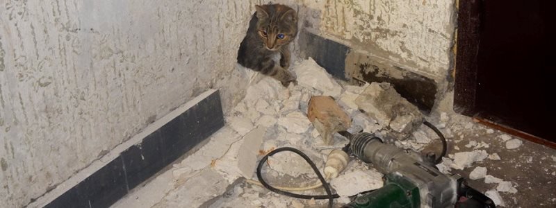 В Киеве кот несколько дней просидел за стеной