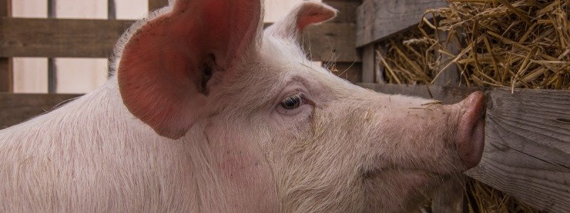 К Кабмину под песни Ротару фермеры привезли свиней