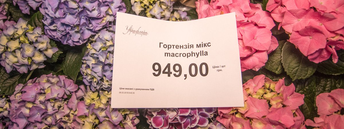 Сколько стоит букет к 8 марта: цены на цветы в Киеве