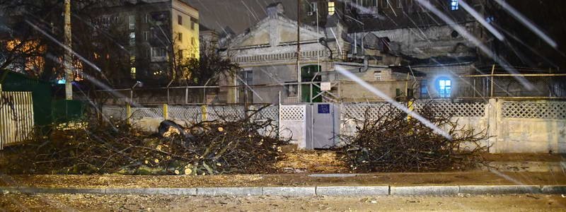 В Киеве на Жилянской дерево оборвало электропровода