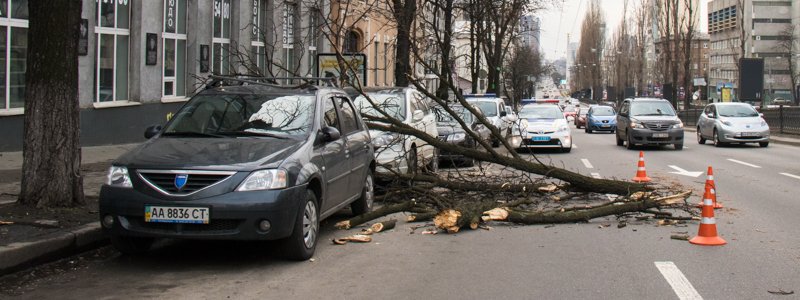 В центре Киева на два припаркованных автомобиля упало дерево