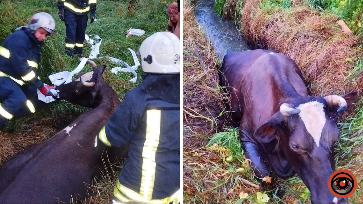 На Київщині рятувальники витягли корову з канави