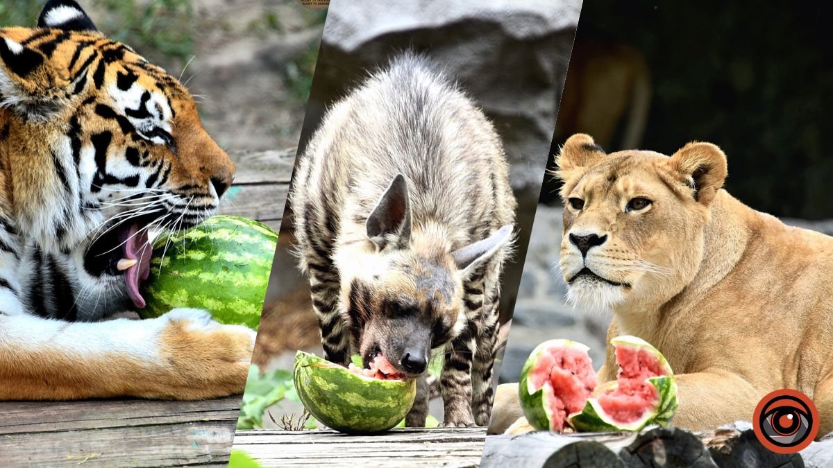 У Київському зоопарку влаштовують годування кавунами тигрів та левів: де і коли побачити