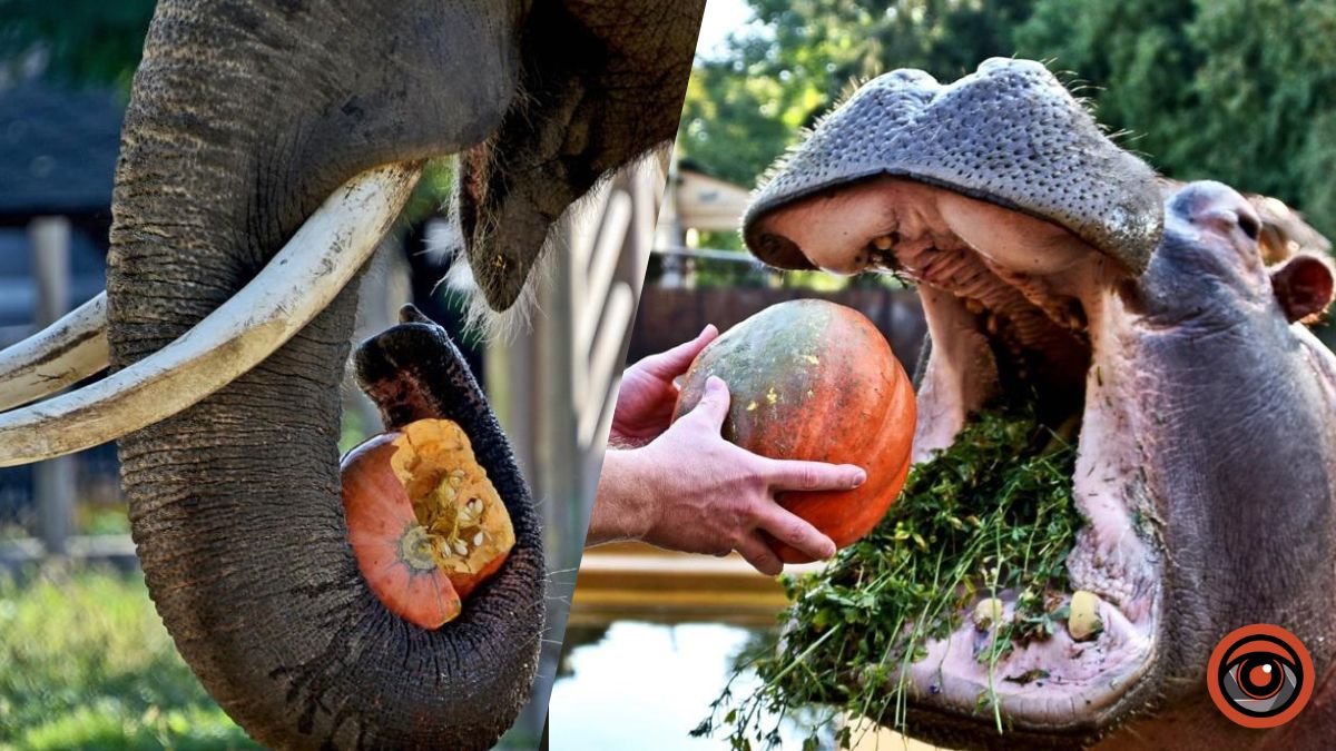 У Київському зоопарку будуть годувати гарбузами бегемота та слона: де і коли побачити