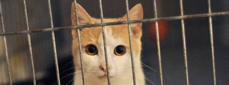 Подарите любовь и заботу: какие животные ищут дом в Киеве