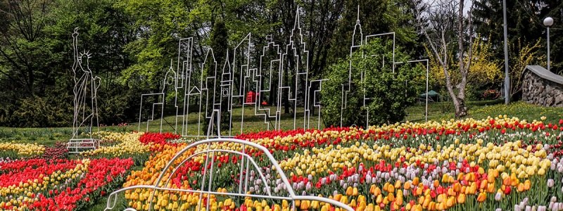 В Киеве жара убила цветы: вход на выставку тюльпанов сделали бесплатным