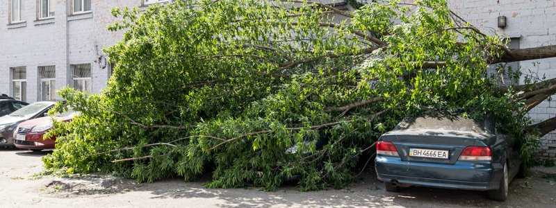 В Киеве на Подоле на четыре автомобиля рухнуло дерево