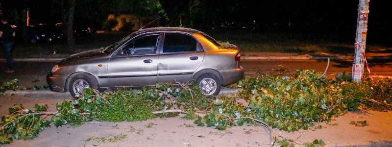 В Киеве во дворе жилого дома на припаркованный автомобиль упало дерево