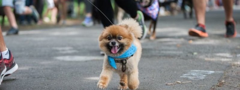 Рекордный забег с собаками в Киеве: чем удивит "четырехлапый марафон"