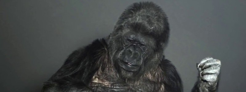 Смерть умнейшей гориллы, запрет собачатины и убийство певицы: ТОП новостей дня
