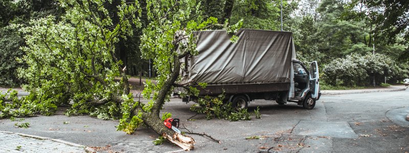 В Киеве в парке КПИ упавшее дерево помяло "Газель"