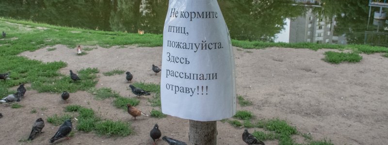 Кто травит уток и голубей в Киеве на Теремках: версии местных жителей и экспертиза
