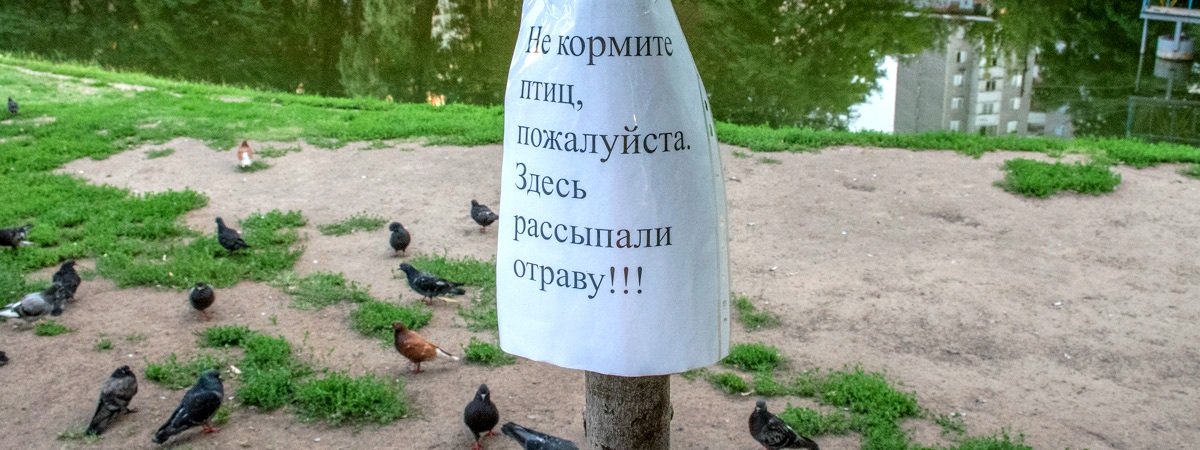 В Киеве мрут утки: есть прямая угроза для жителей Теремков-2 и их детей