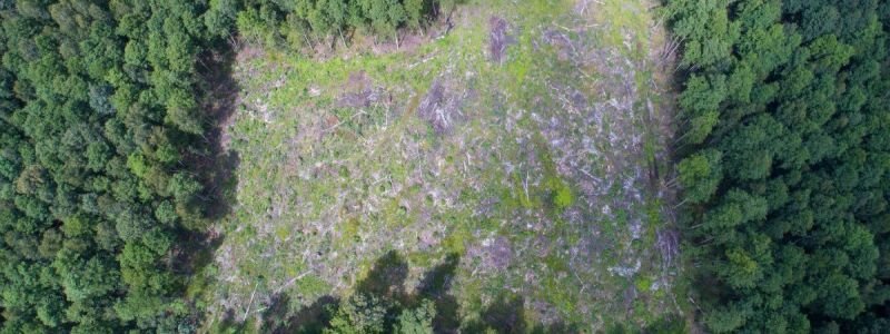 У Києві зникають ліси: хто вирубує дерева