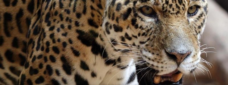 Dior обвинили в плагиате, сбежавший из зоопарка ягуар и теракт с погибшими в Кабуле:  ТОП новостей дня