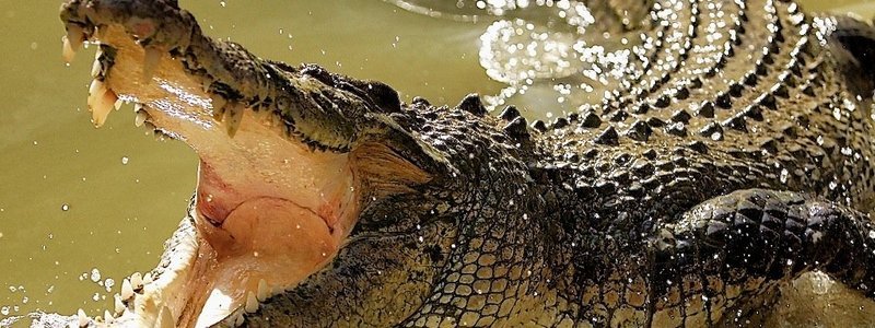 Смертельное ДТП с гостями свадьбы, гибель шахтеров и месть крокодилам-убийцам: ТОП новостей дня