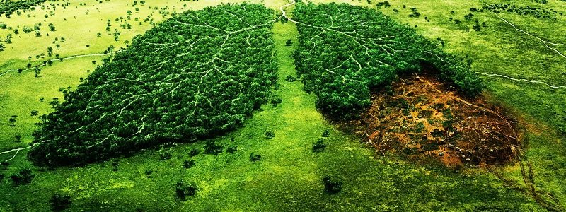 В Киеве массово уничтожают деревья: экологи бьют тревогу и планируют пикетировать КГГА