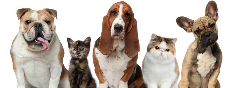 Пэт-терапия, гормоны счастья и хорошее настроение: медики рассказали про пользу общения с животными