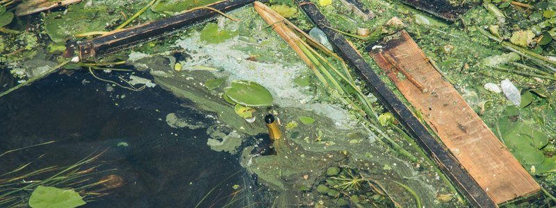 "Цветение" Днепра в Киеве: чем опасны водоросли и что с ними делать