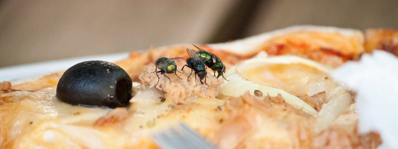Можно ли есть продукты, на которые села муха
