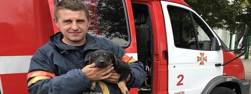 В Киеве спасатели достали щенка из ловушки и ищут его хозяина
