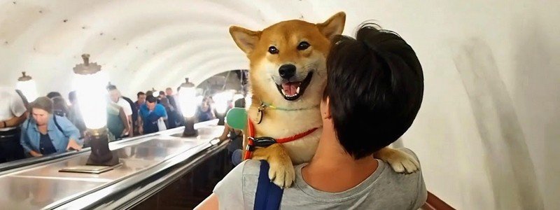 Получи ответ: можно ли в Киеве ездить в метро с собаками