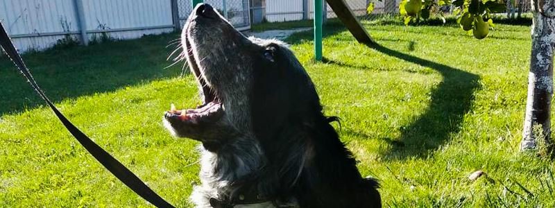 В "Борисполе" служебный пес вынюхал 5 килограмм кокаина