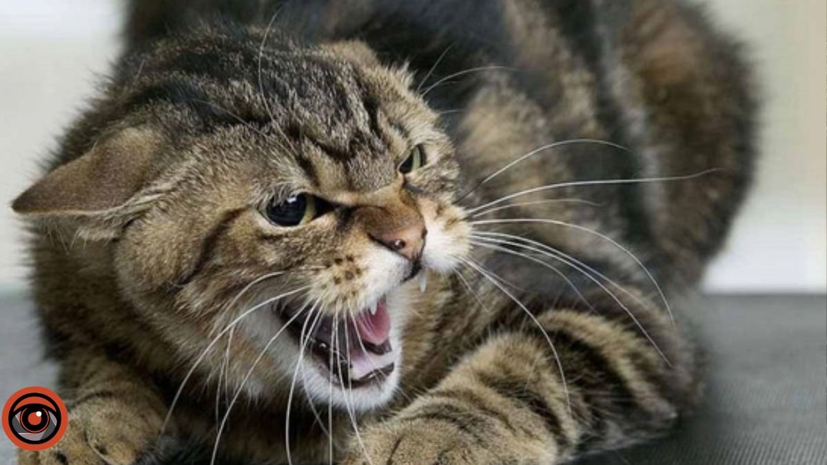 У Києві зафіксували випадок сказу у кішки, яка вкусила власника