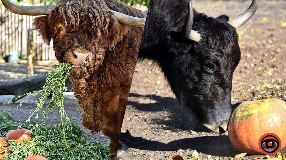 У Київському зоопарку покажуть, як яки, свинки та шотландська худоба їдять гарбузи: розклад годувань