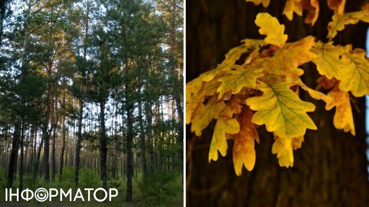 Київрада ухвалила рішення про оголошення ландшафтним заказником Броварський ліс