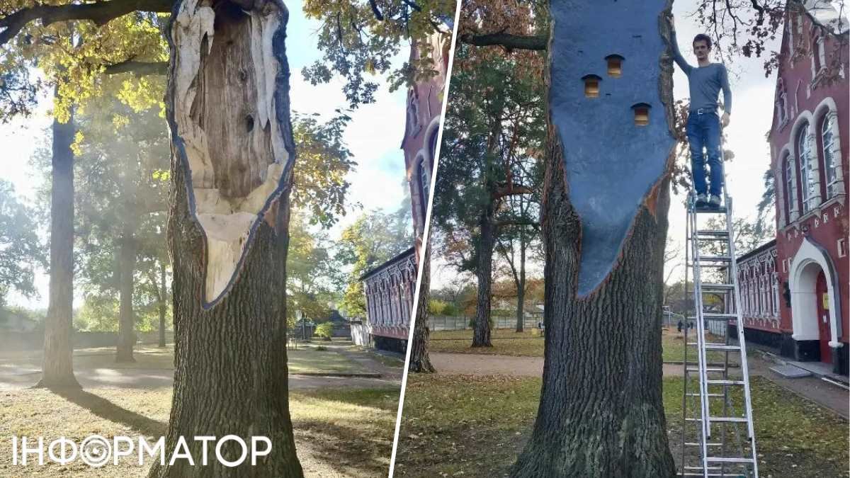 Спасение старого дерева