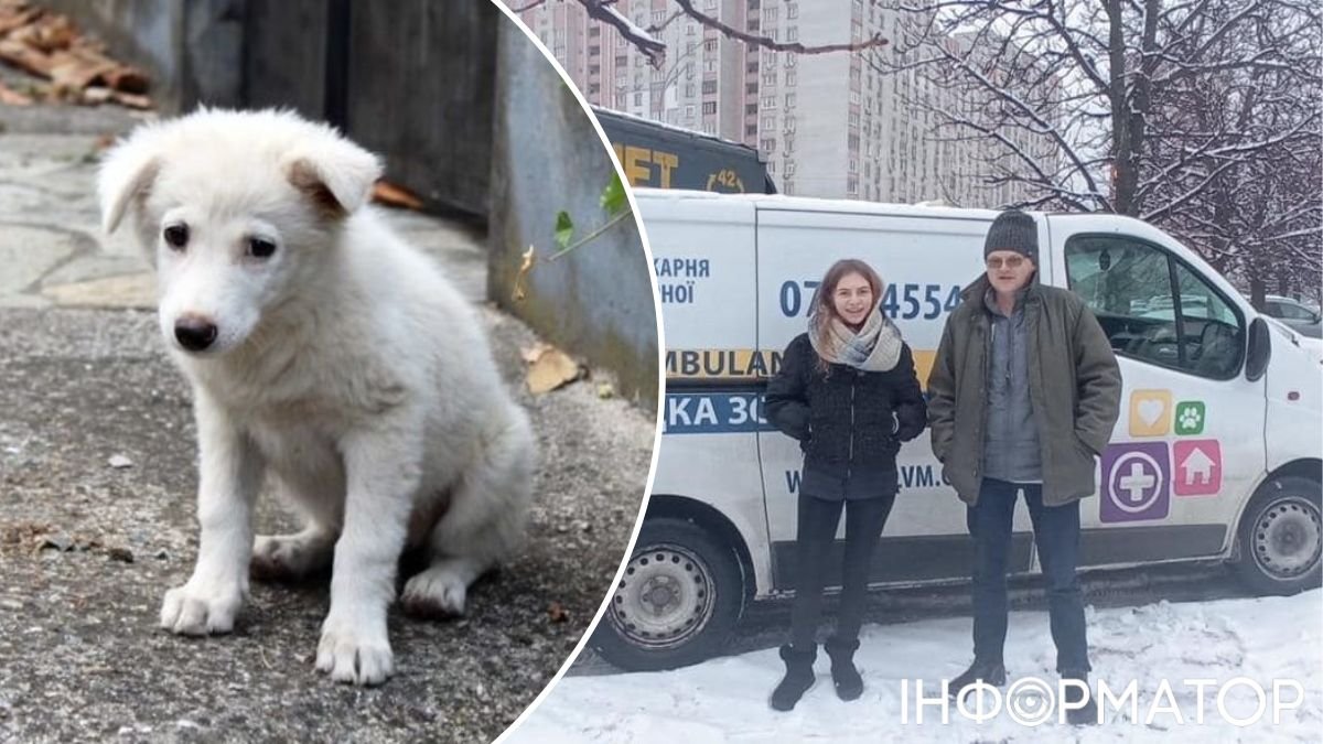 Новини Києва, безпритульні тварини