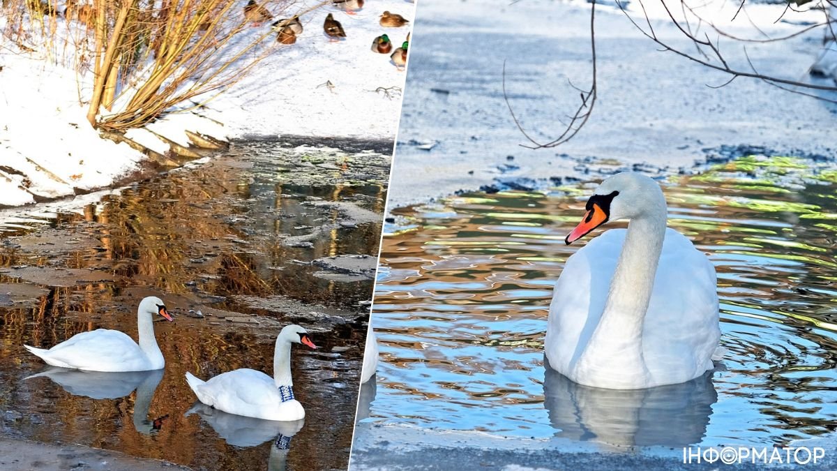 У Київському зоопарку пояснили, чому лебеді живуть на морозі